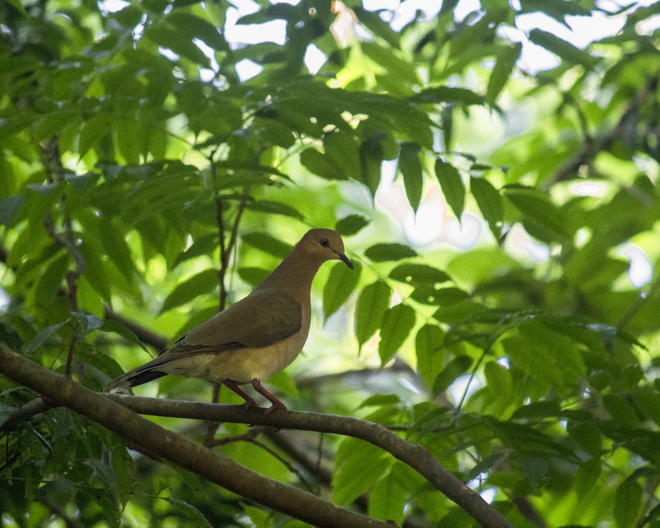 White-tipped dove, Leptotila verreauxi