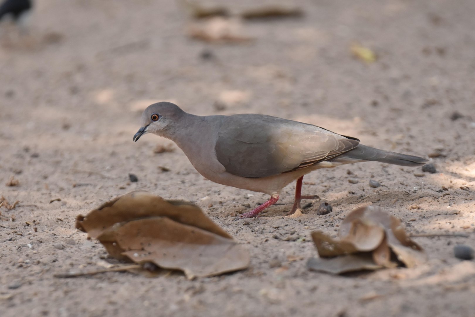 White-tipped Dove (Leptotila verreauxi)