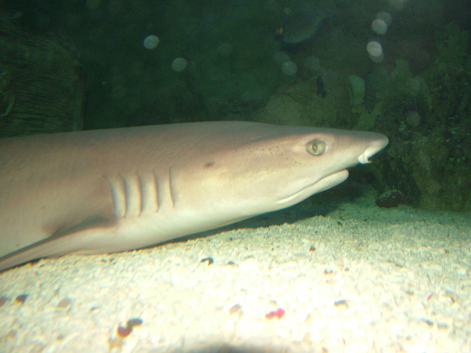 White-tipped Reef Shark at Blackpool SeaLife Centre 09