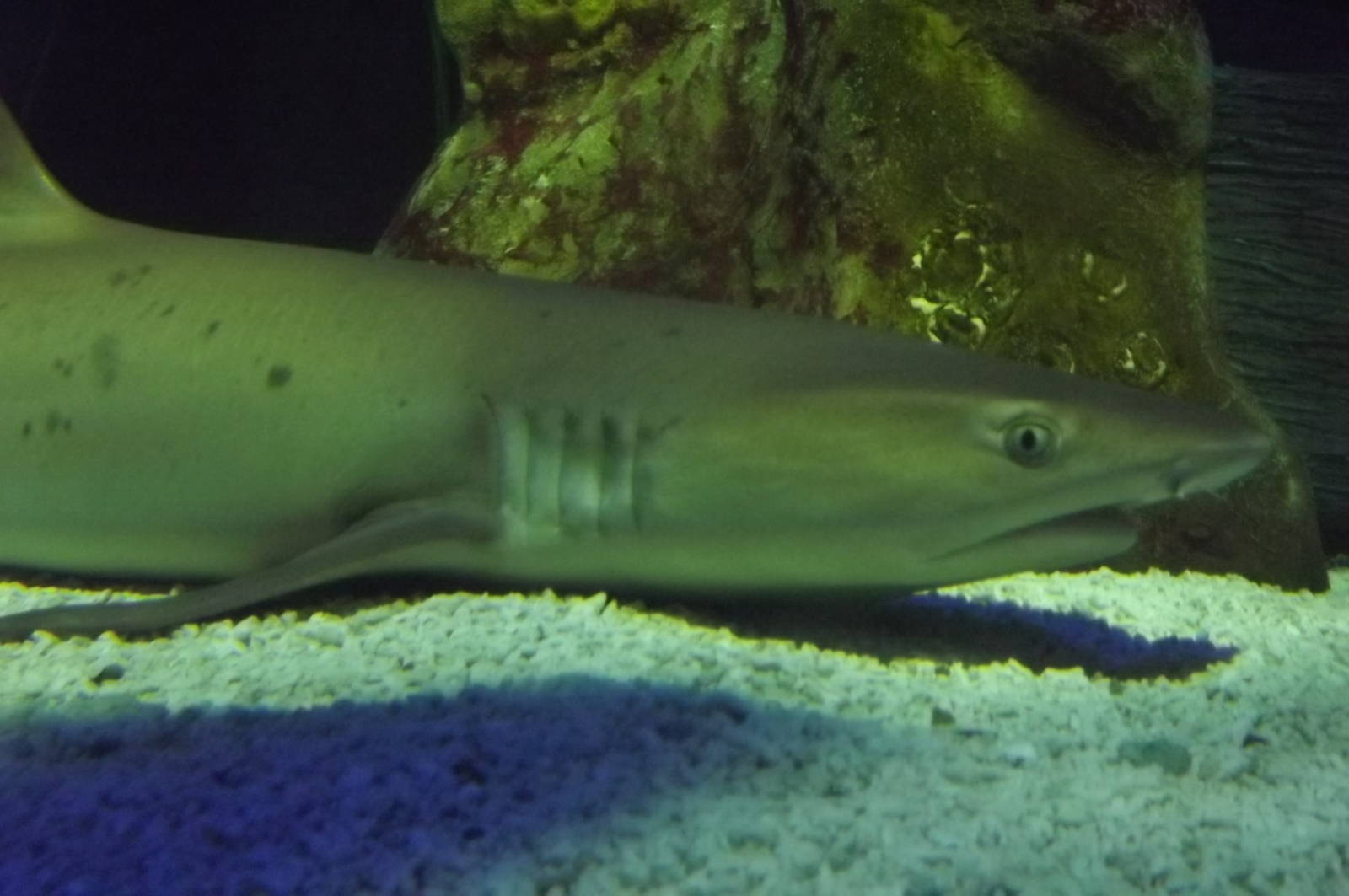 White-tipped Reef Shark at SEA LIFE Blackpool 30/06/12