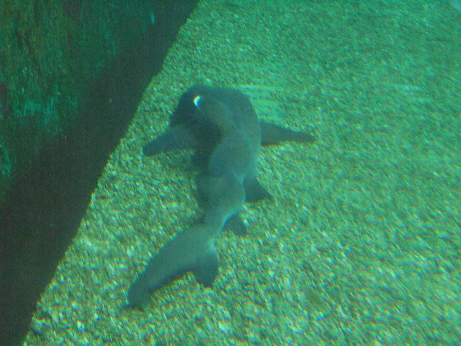 White-tipped Reef Shark with deformed spine 2015.