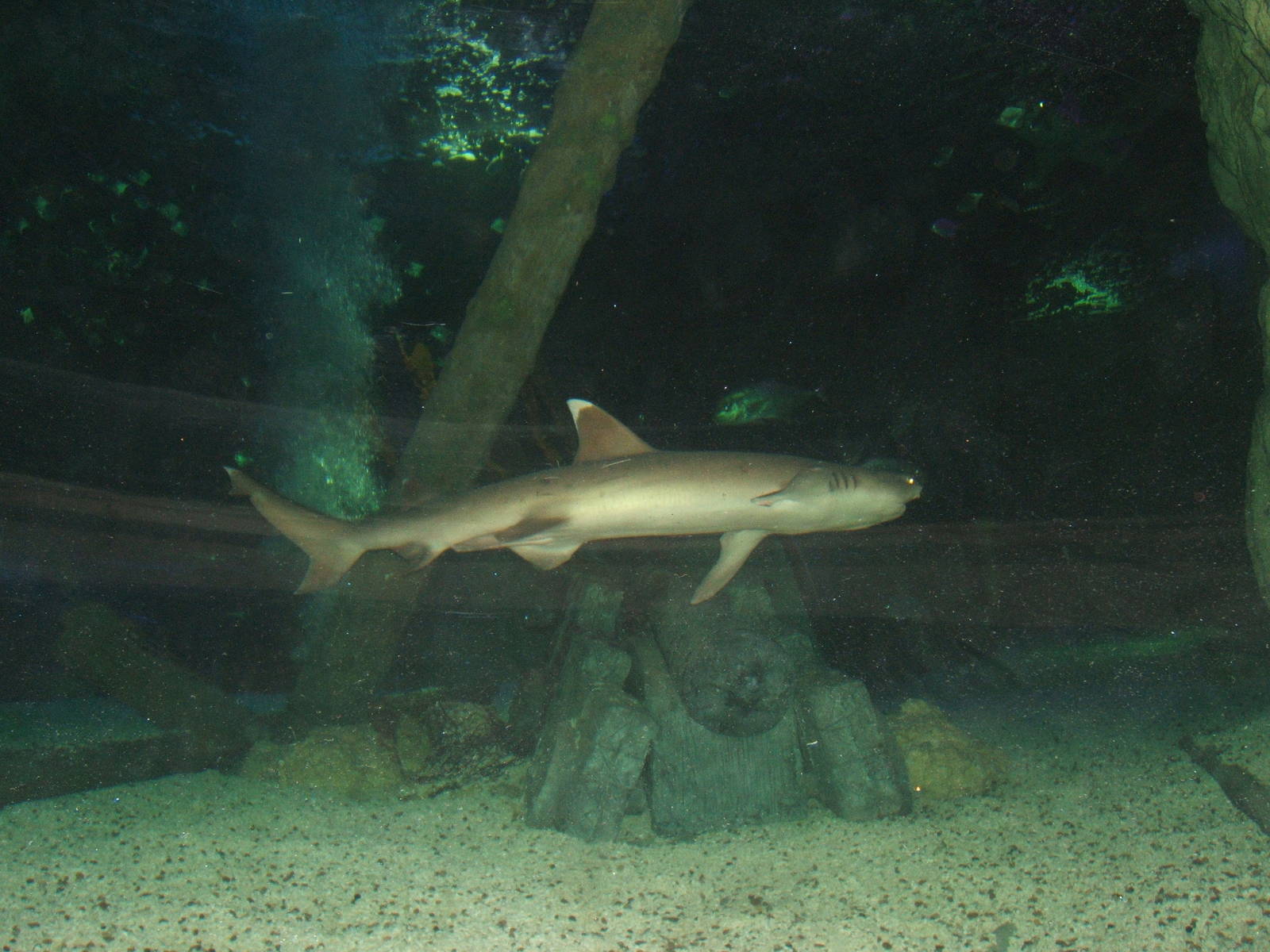 White-tipped Reef Shark