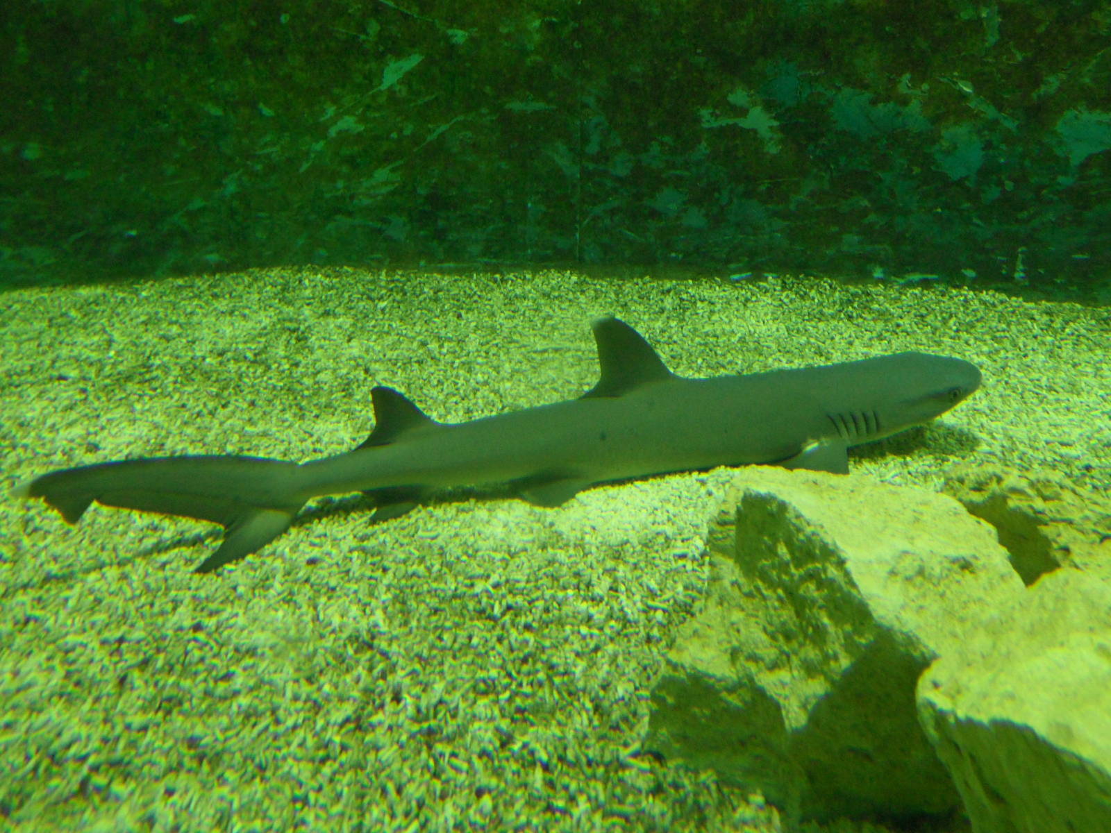 White-tipped reef shark