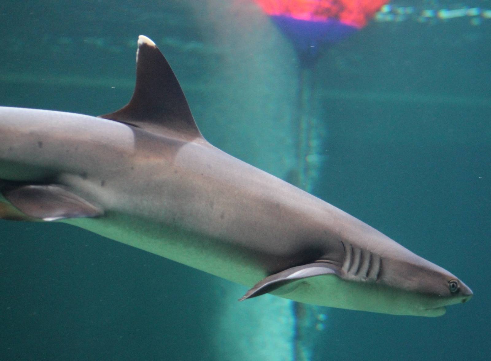 White-tipped reefshark