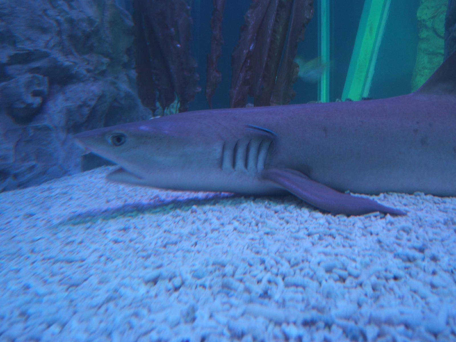 White-tipped Shark