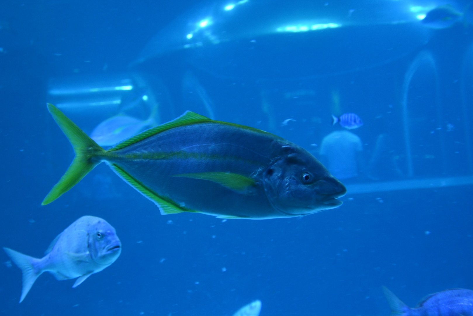 White trevally (Pseudocaranx dentex)