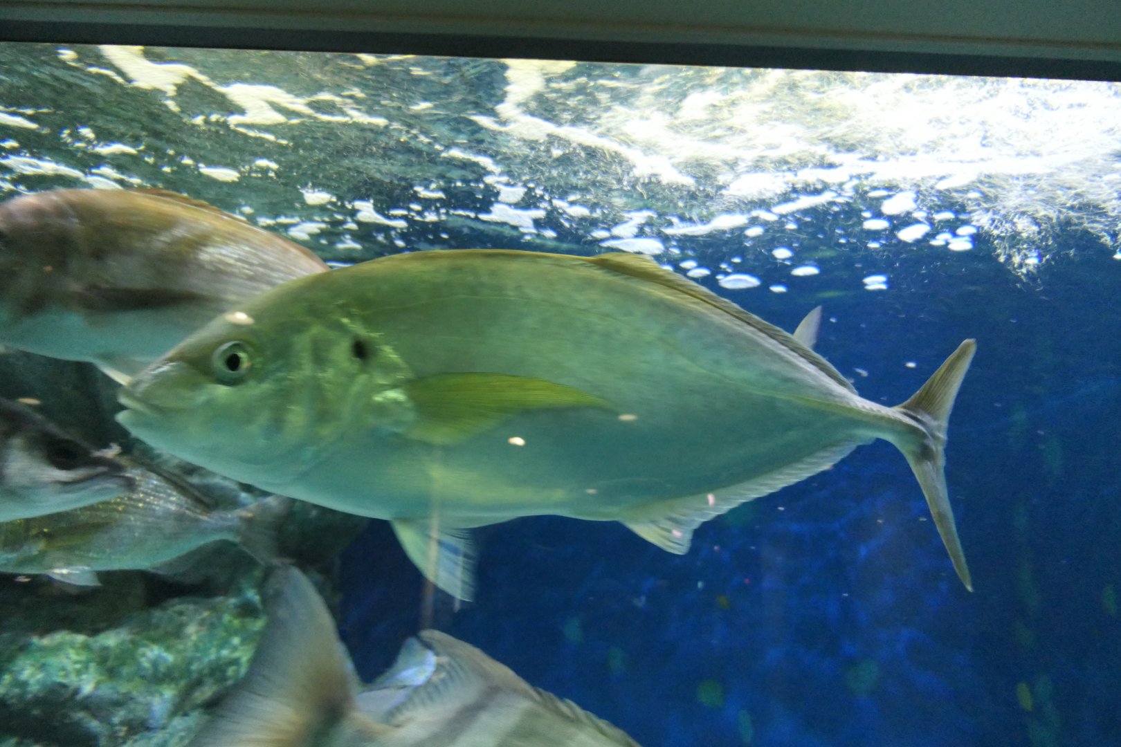 White Trevally (Pseudocaranx dentex)