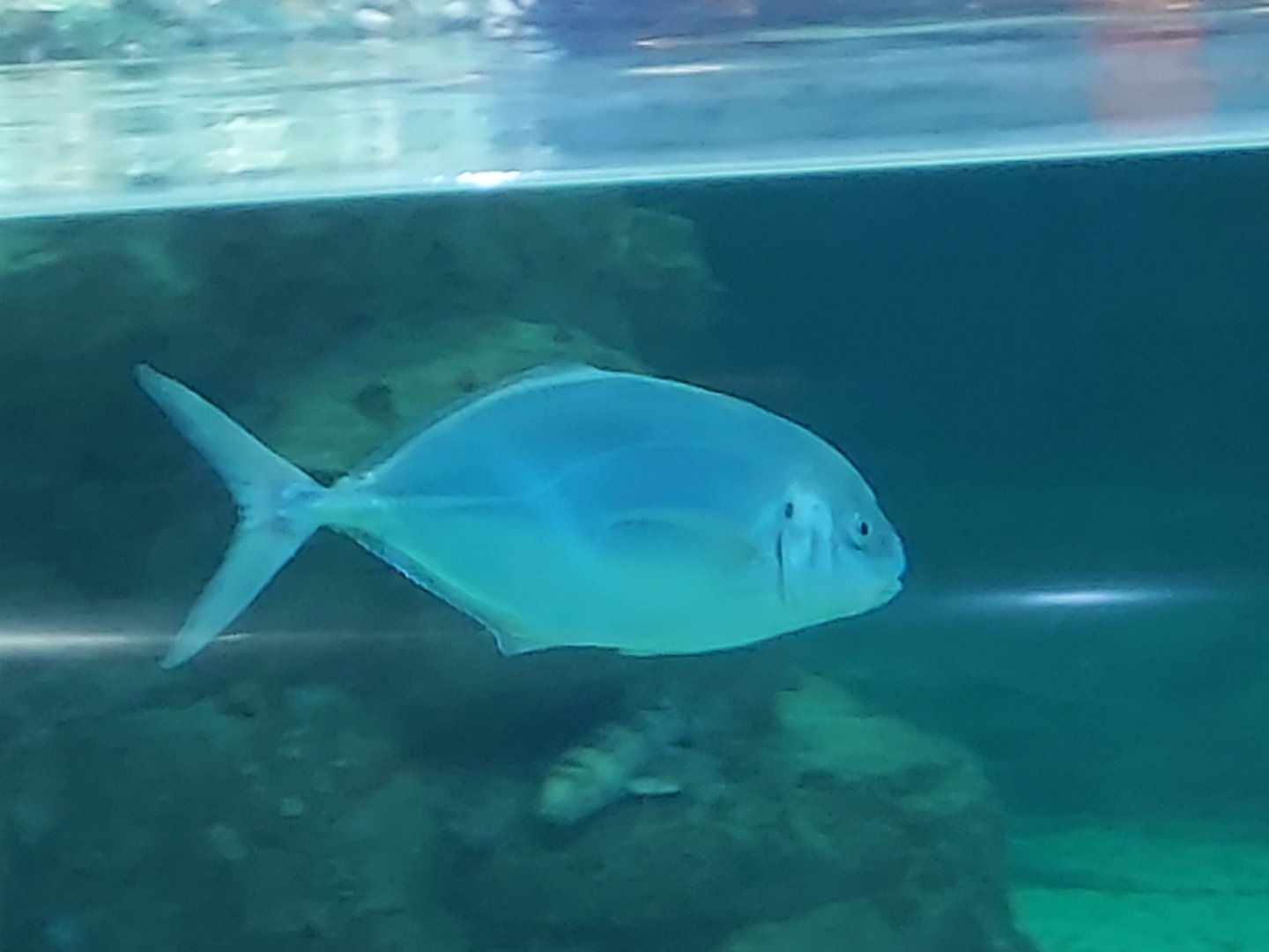 White Trevally