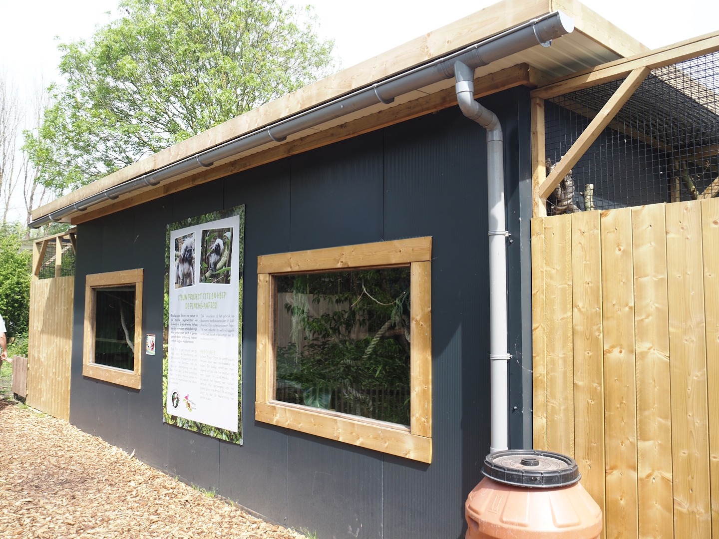 White tufted-ear marmoset and Cotton-top tamarin house, 2024-05-11