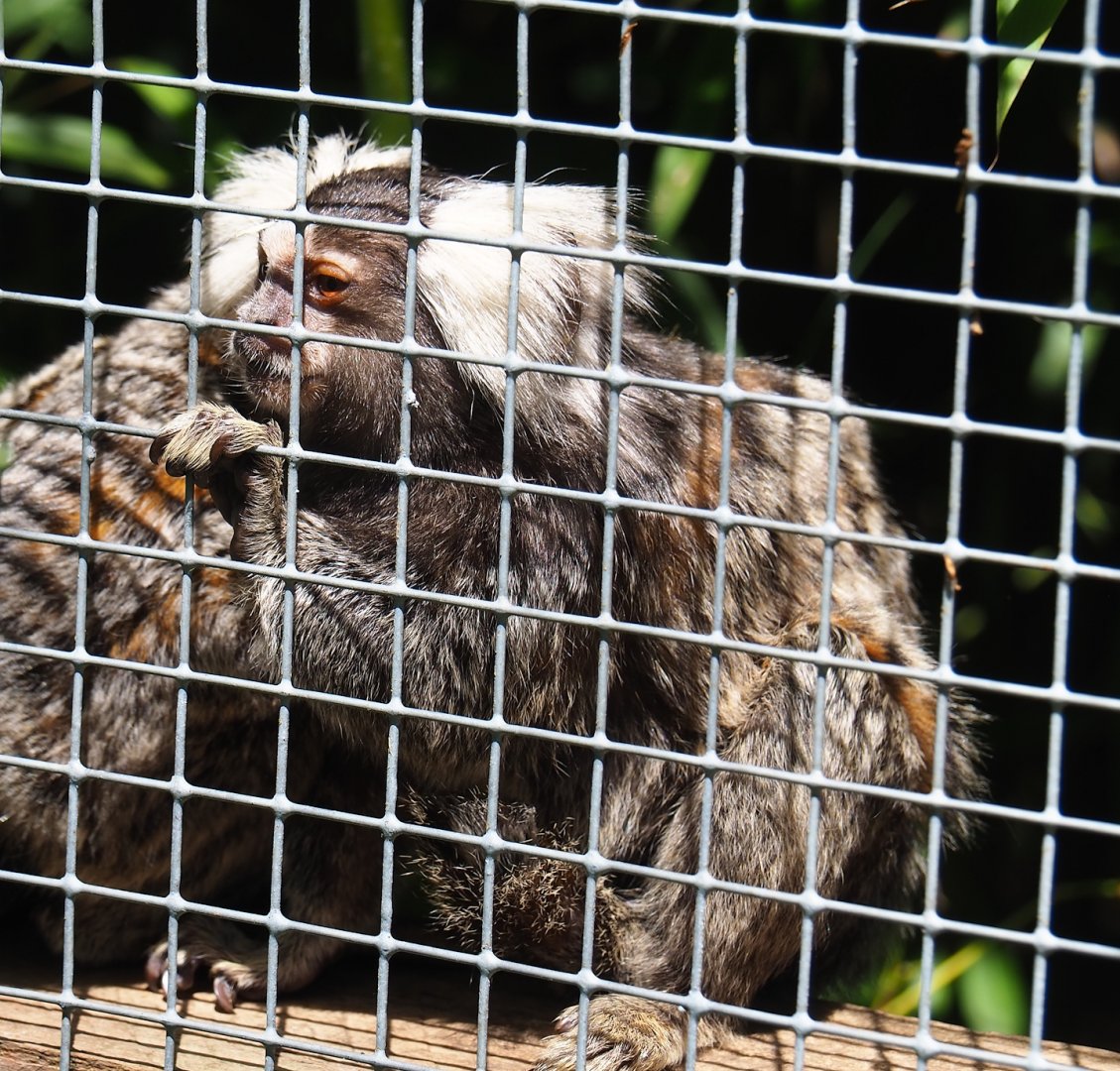 White tufted-ear marmoset (Callithrix jacchus), 2023-06-24