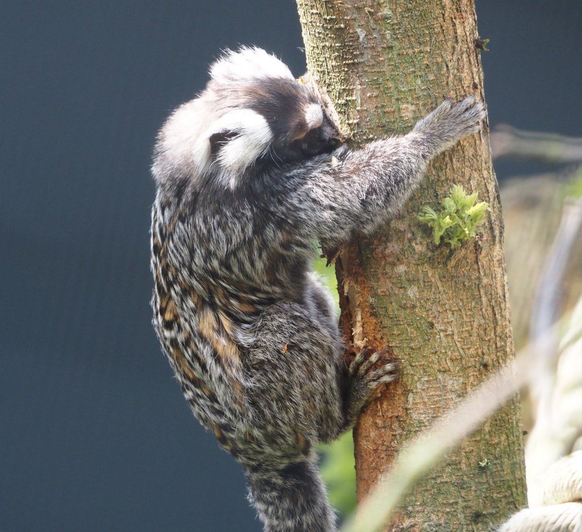 White tufted-ear marmoset (Callithrix jacchus), 2024-05-11