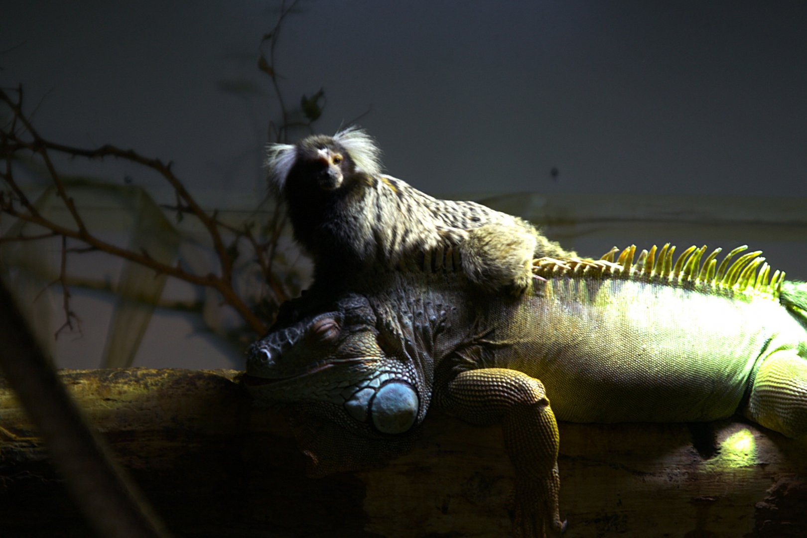 White Tufted-ear Marmoset (Callithrix jacchus) and Green Iguana (Iguana iguana)
