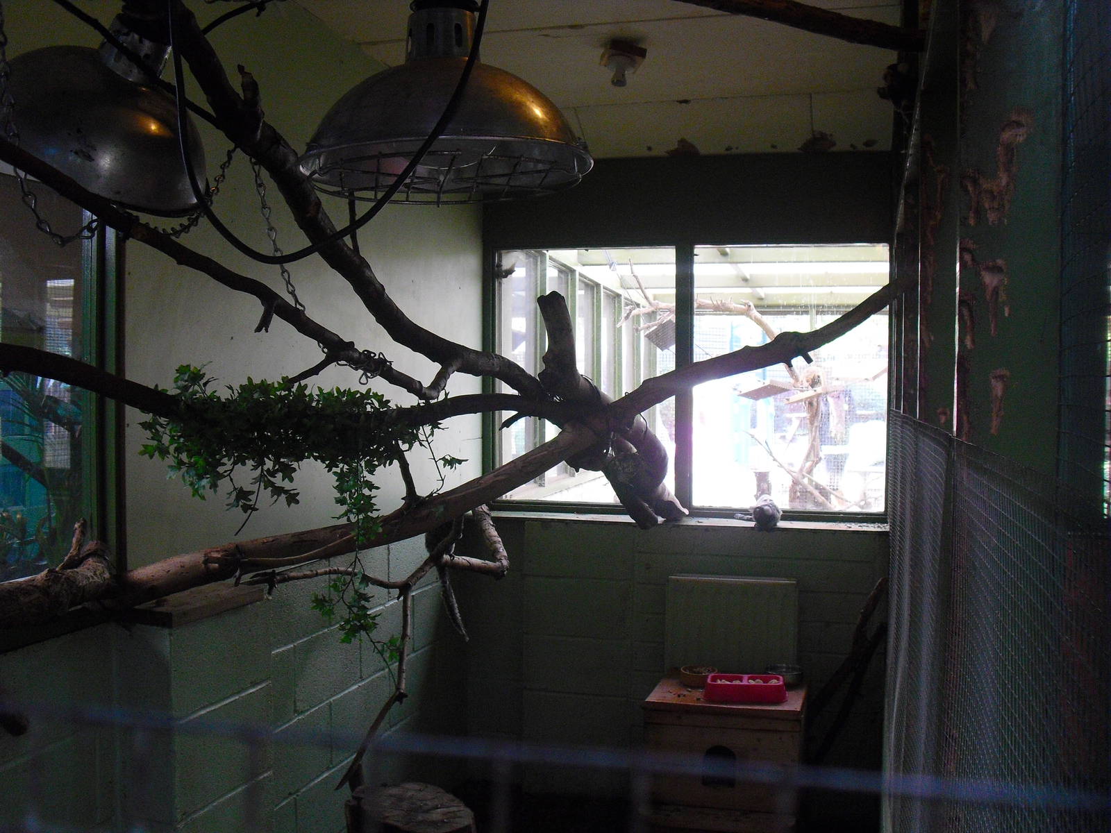 White tufted-ear Marmoset enclosure - 16/10/2011