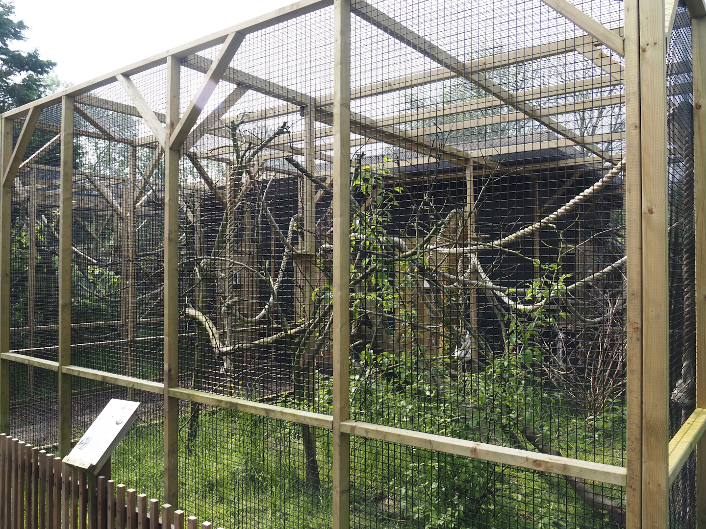 White tufted-ear marmoset exhibit, 2024-05-11