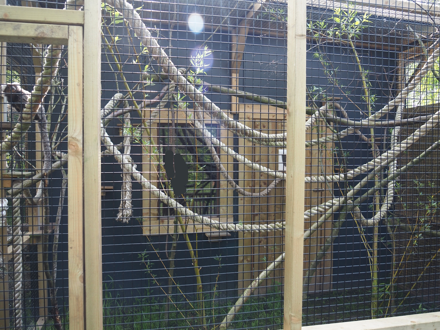 White tufted-ear marmoset exhibit, 2024-05-11