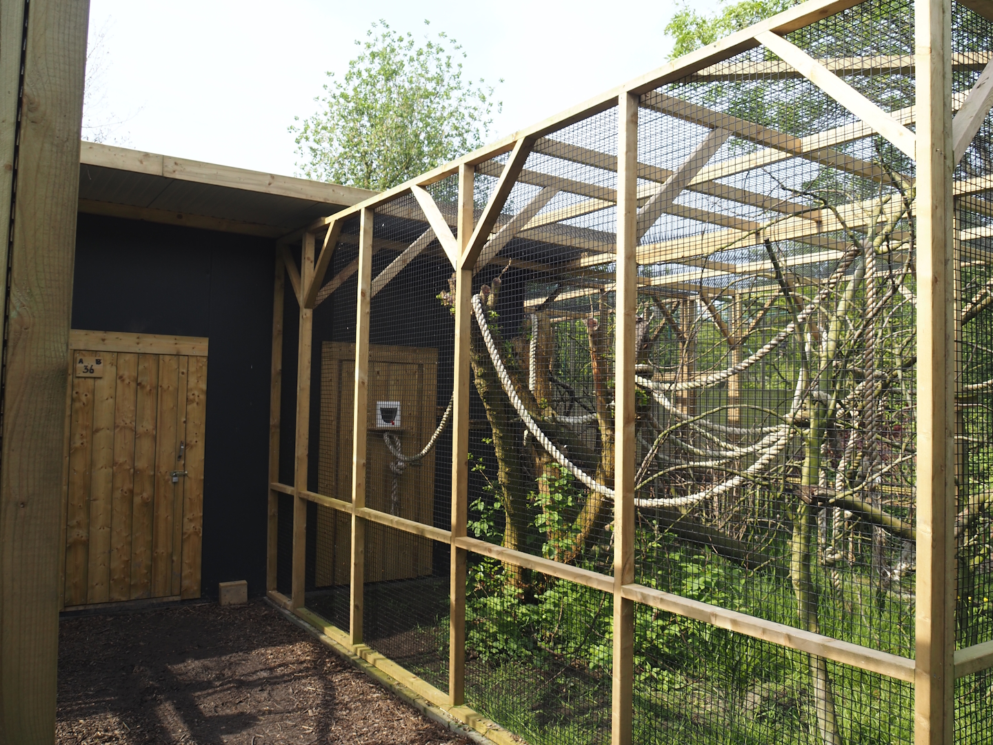 White tufted-ear marmoset exhibit, 2024-05-11