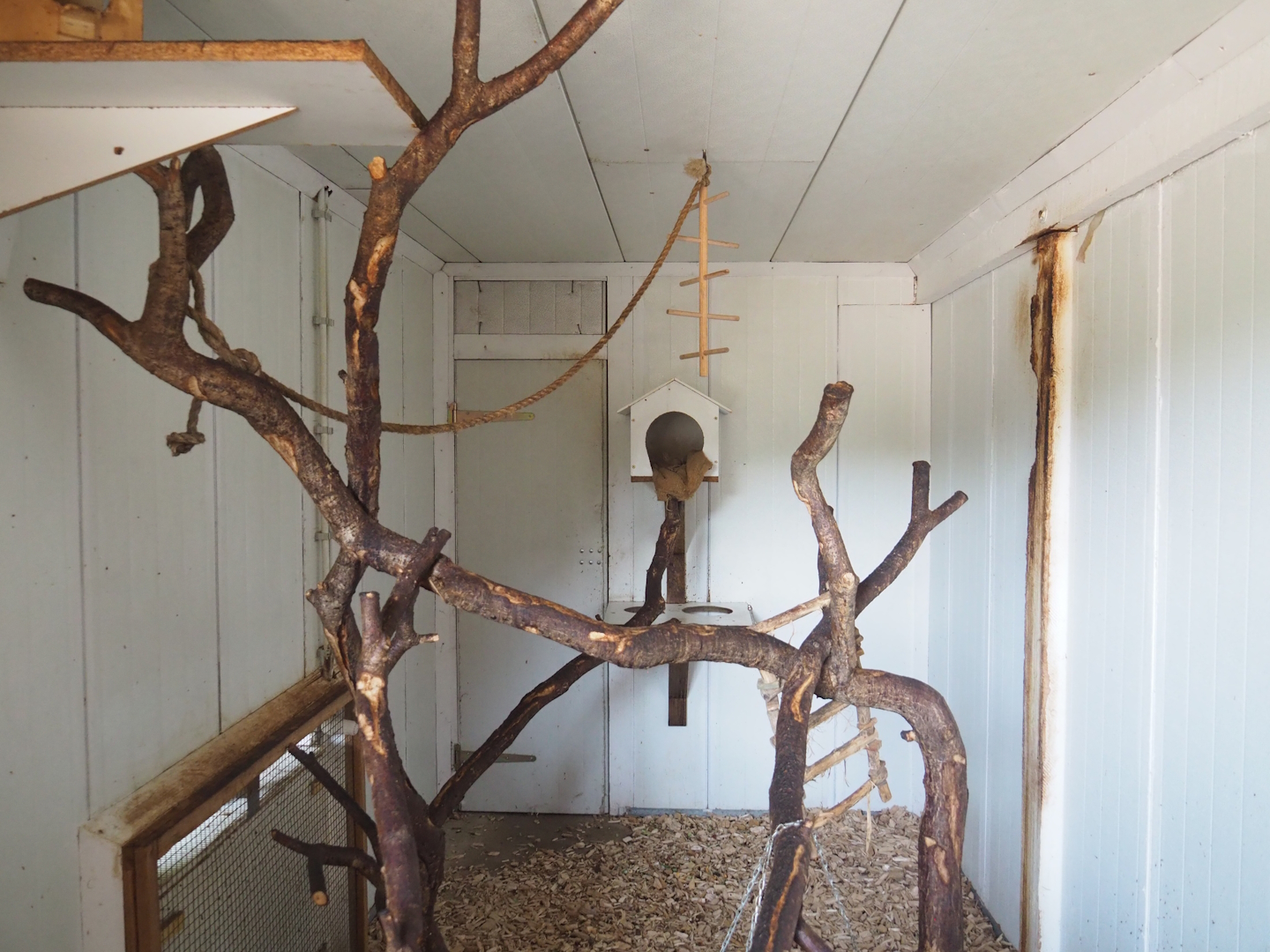 White tufted-ear marmoset indoor exhibit, 2023-06-24