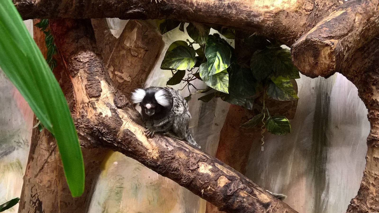 White tufted-ear marmoset
