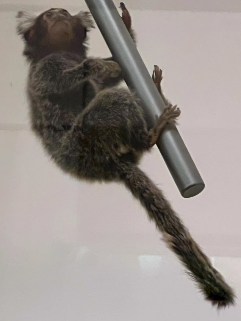 White Tufted Ear Marmoset