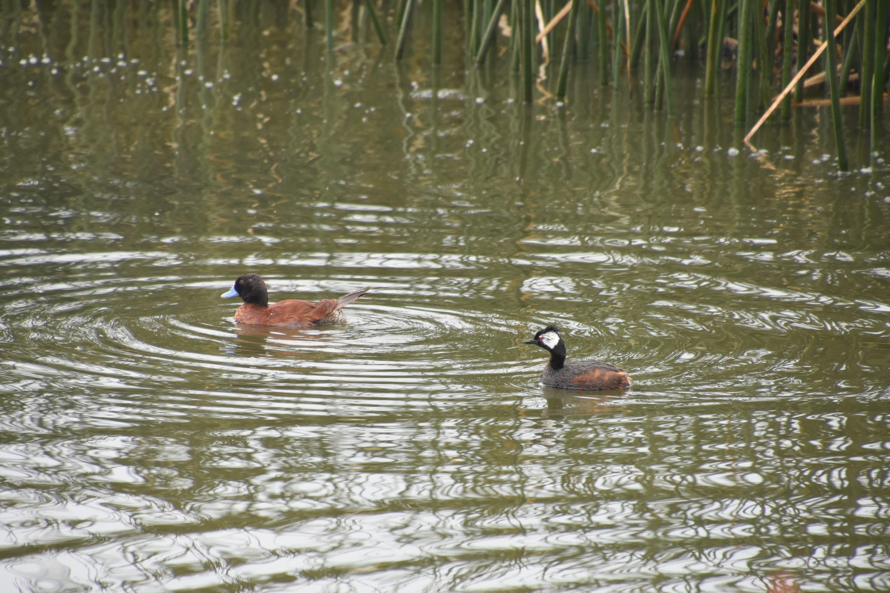White-tufted grebe