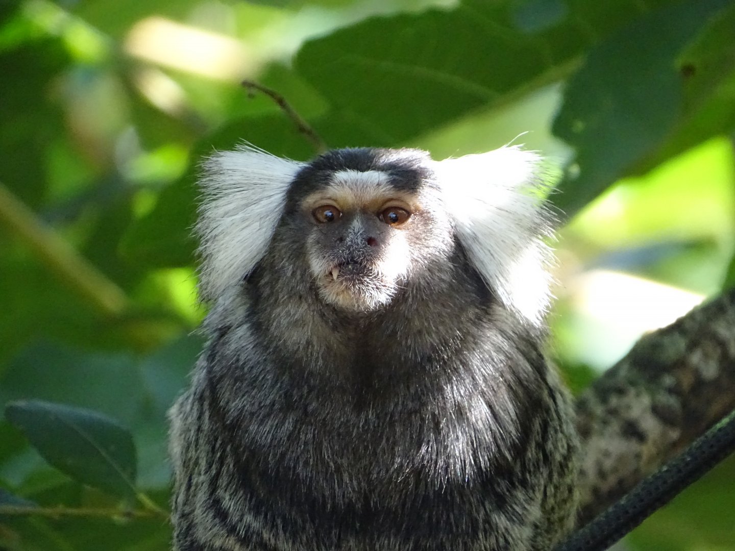 White-tufted marmoset (Callithrix jacchus)