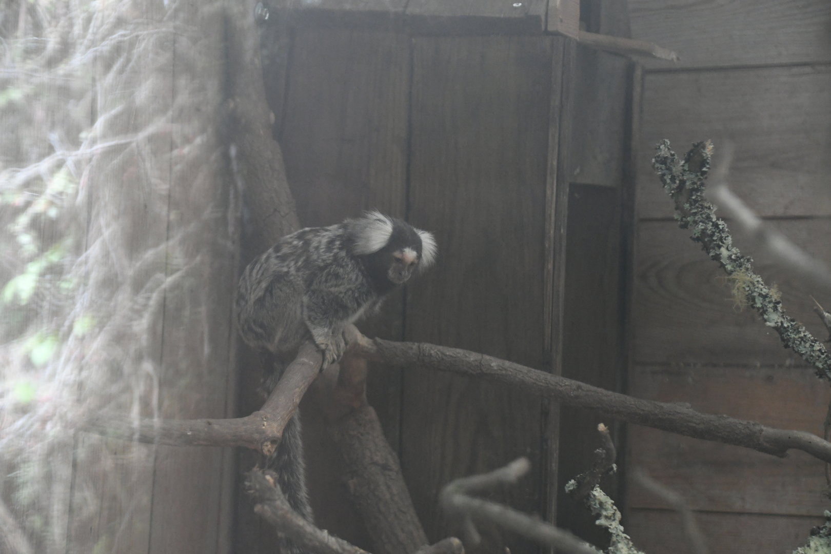 White-tufted Marmoset