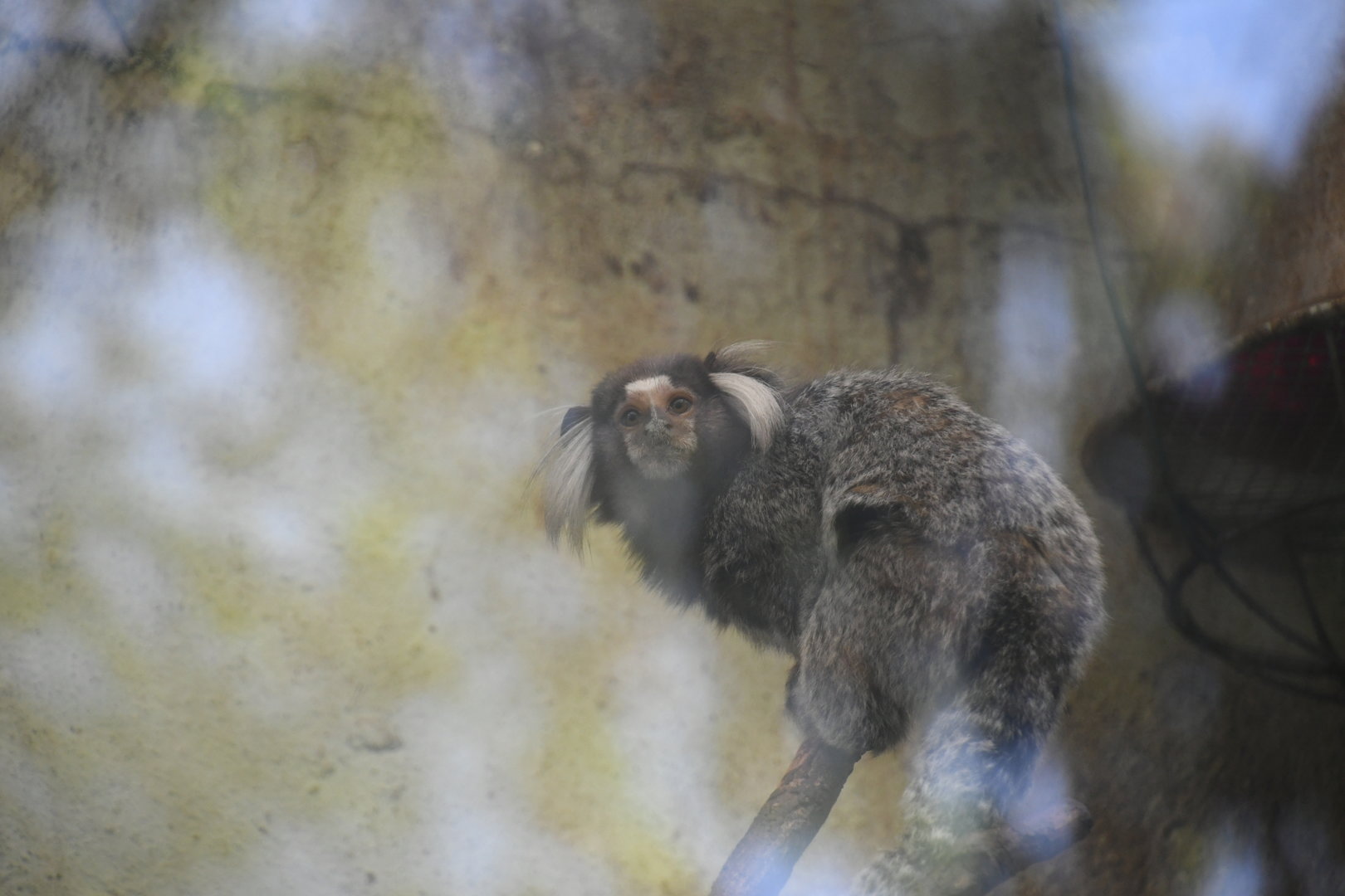 White-tufted Marmoset