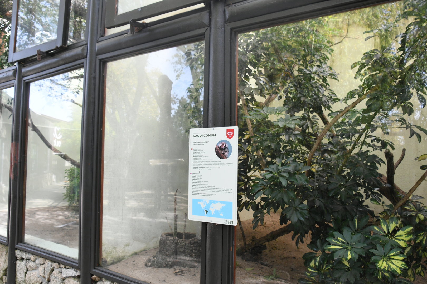 White-tufted Marmosets cage