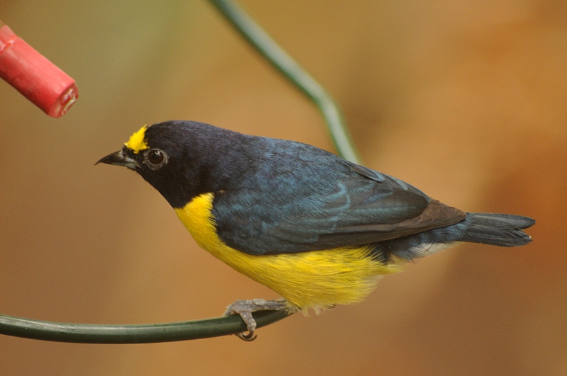 White-vented euphonia