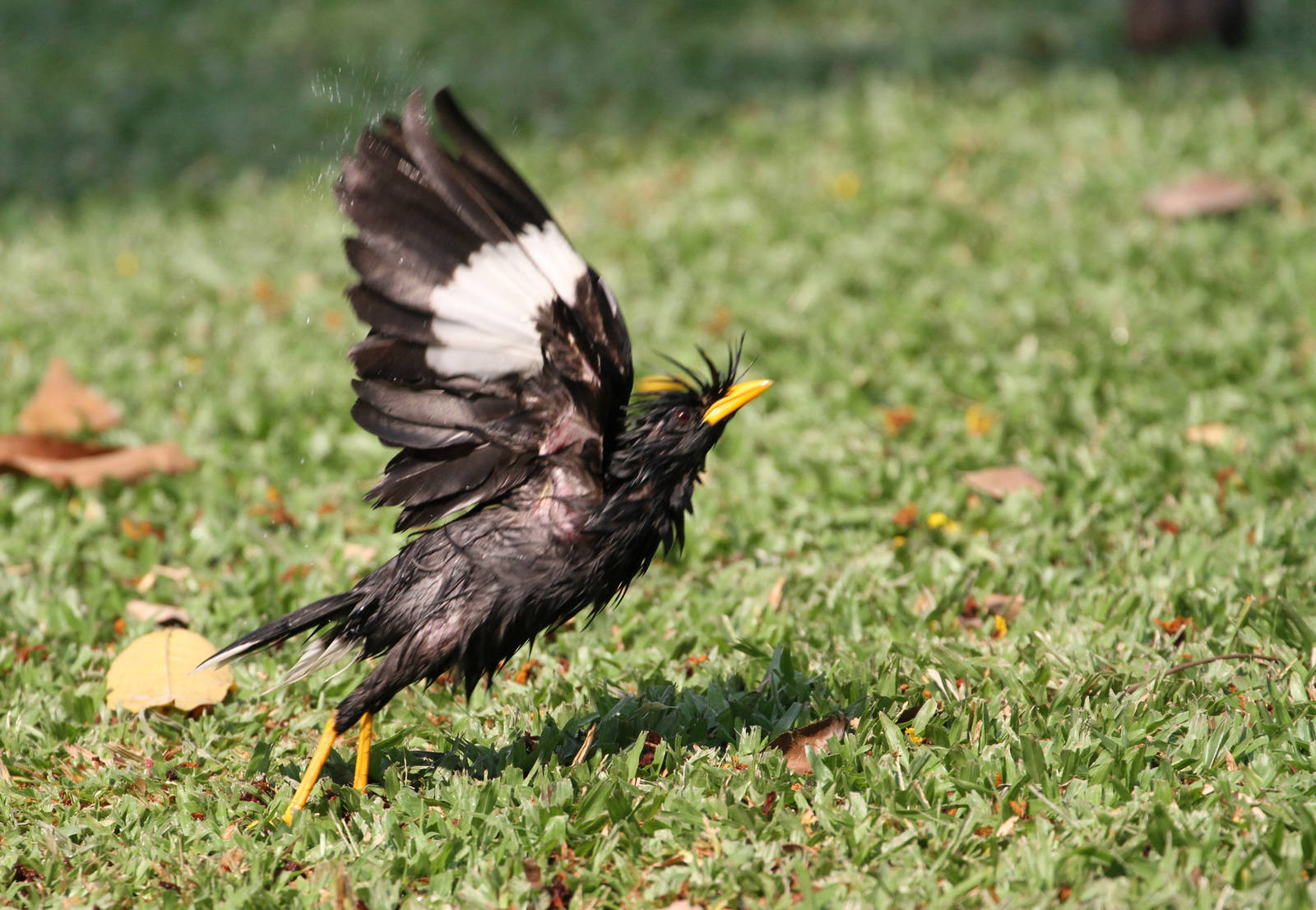 White-vented Myna