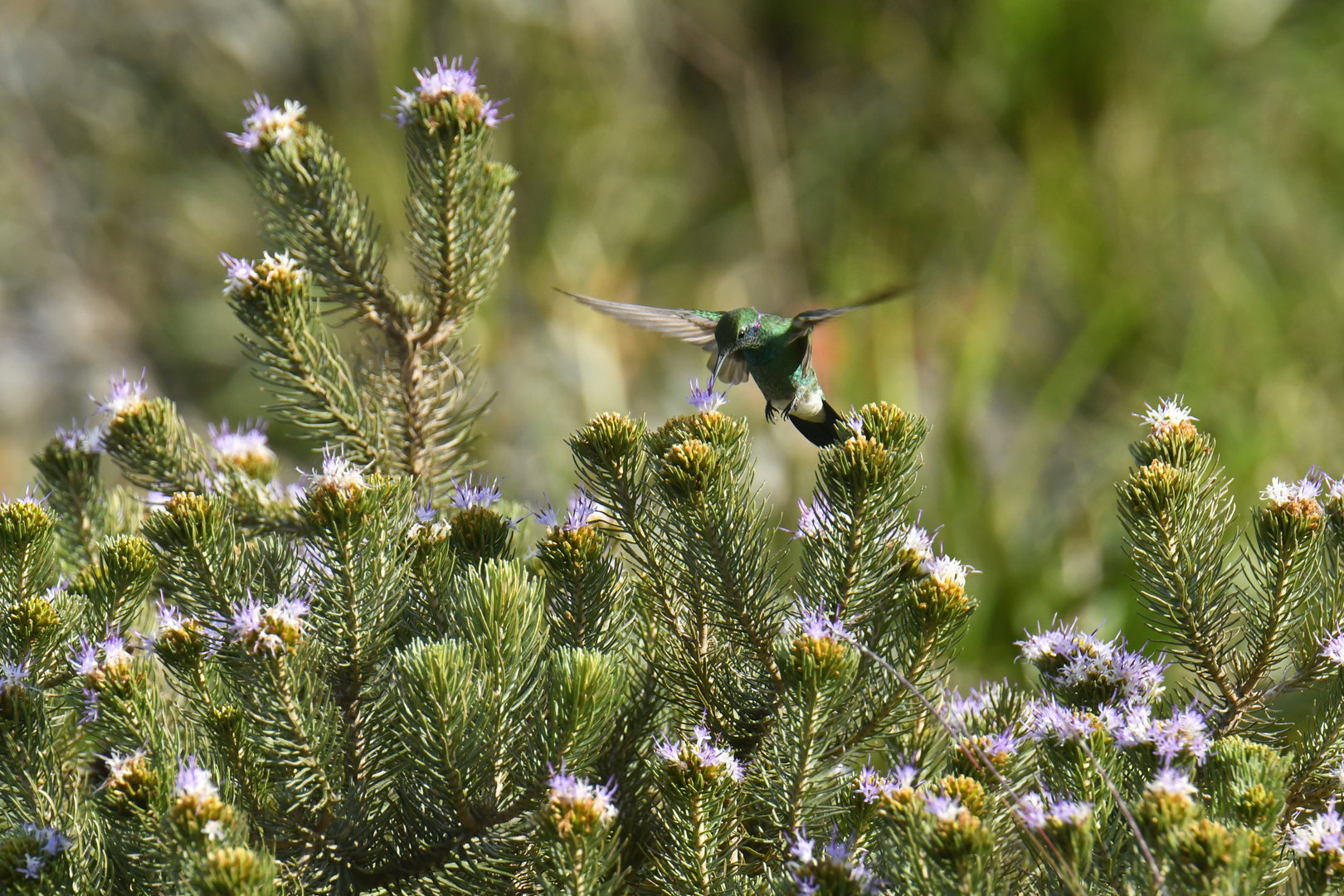 White-vented Violet-ear Colibri serrirostris