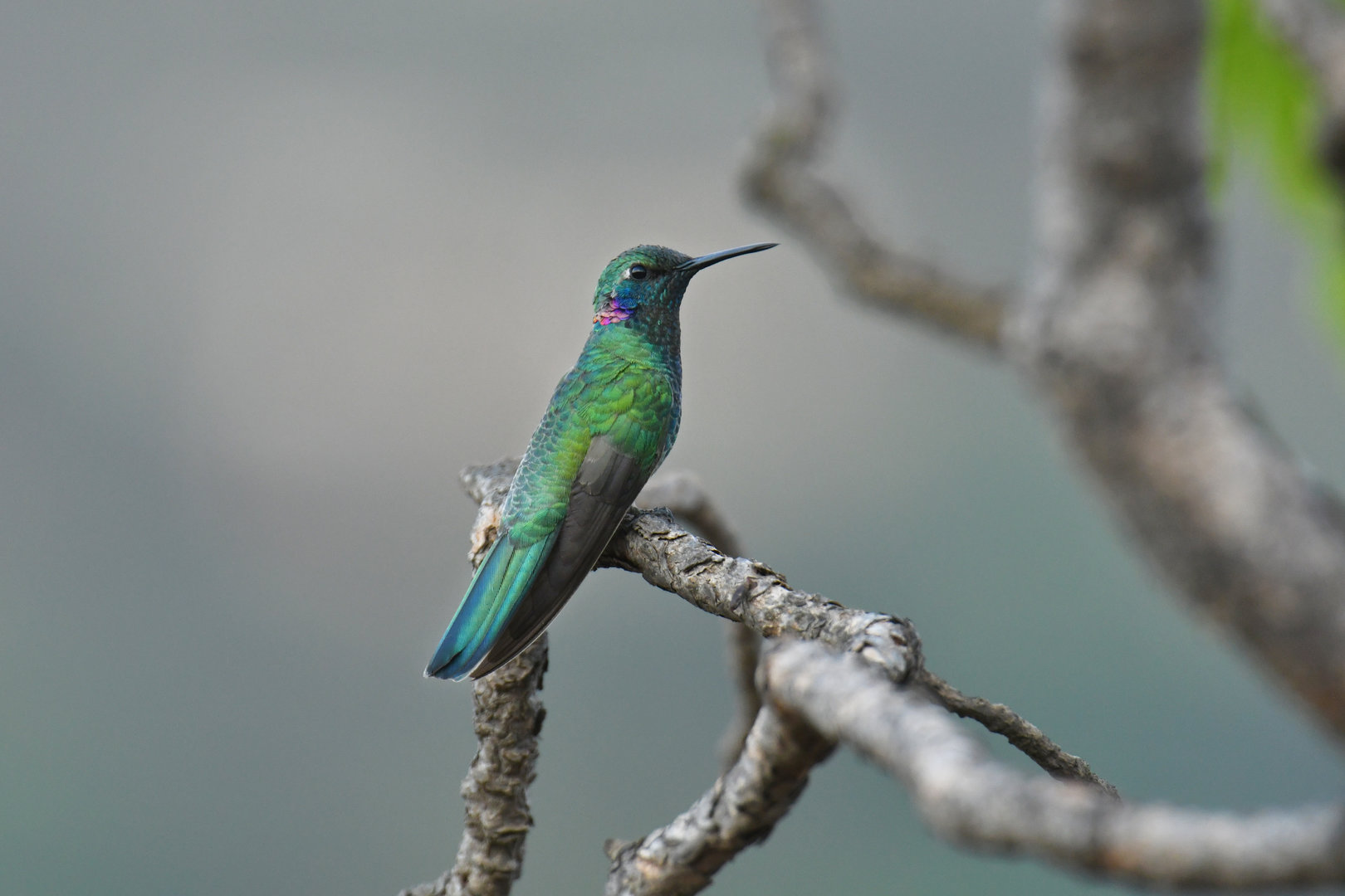 White-vented Violet-ear Colibri serrirostris