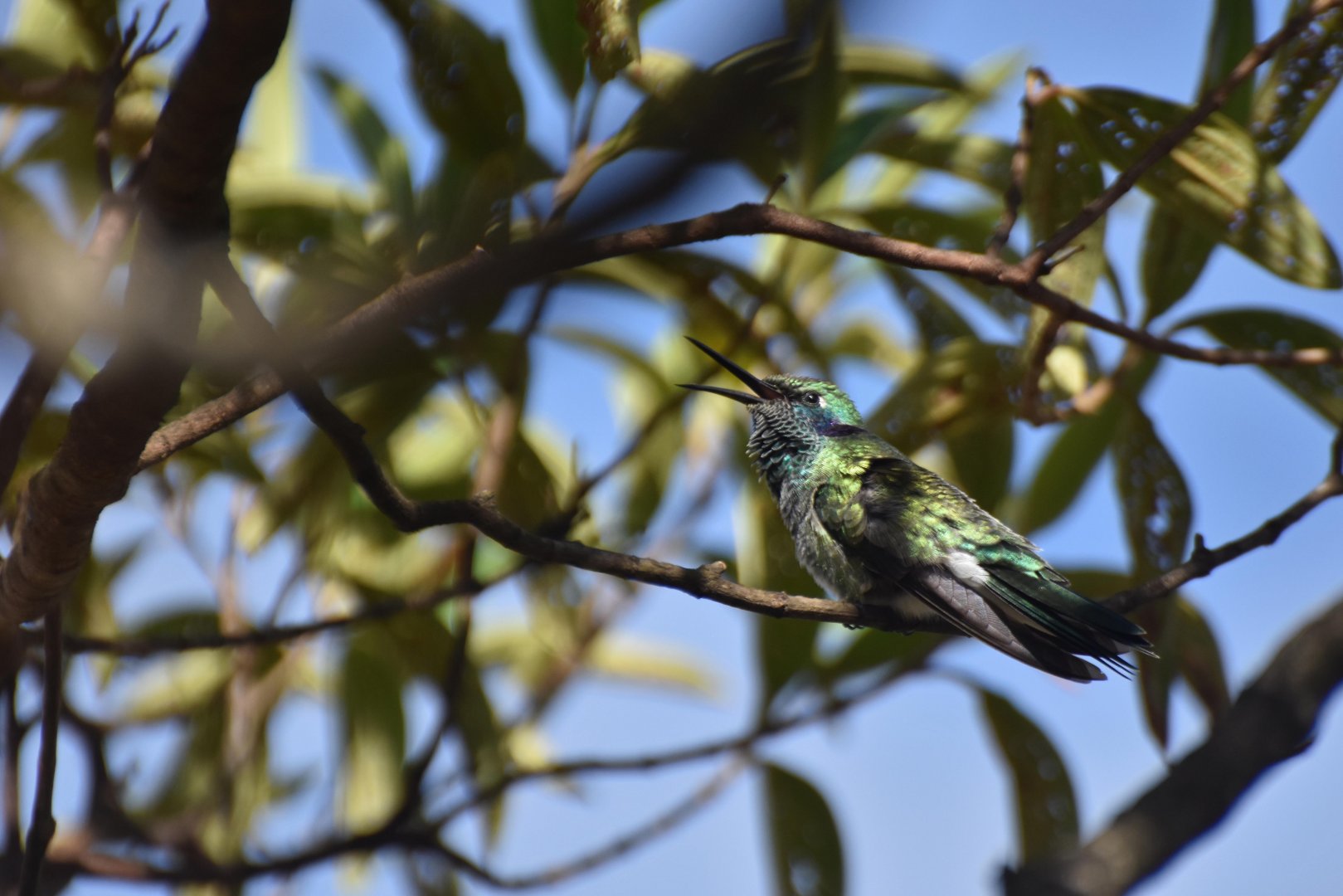 White-Vented Violetear (Colibri serrirostris)
