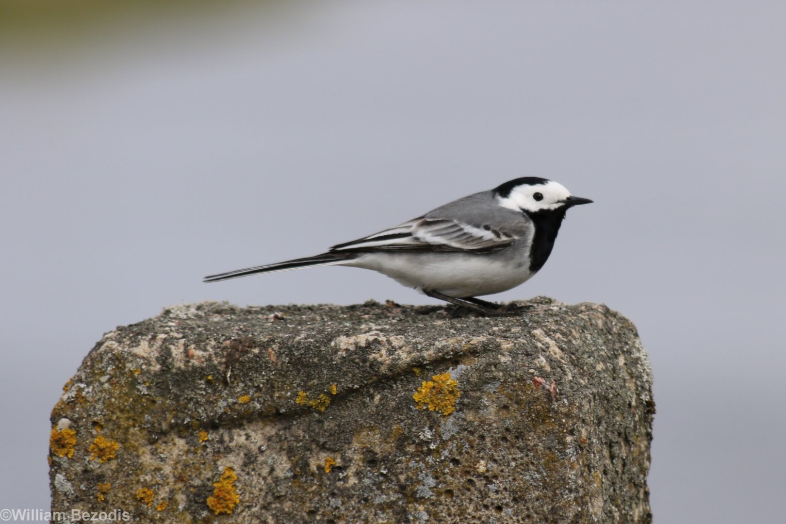 White Wagtail  - Beibrza National Park