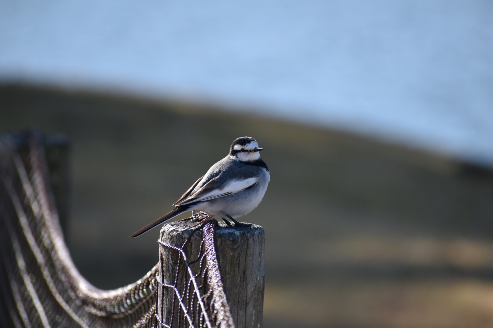 White Wagtail ~ Karuizawa