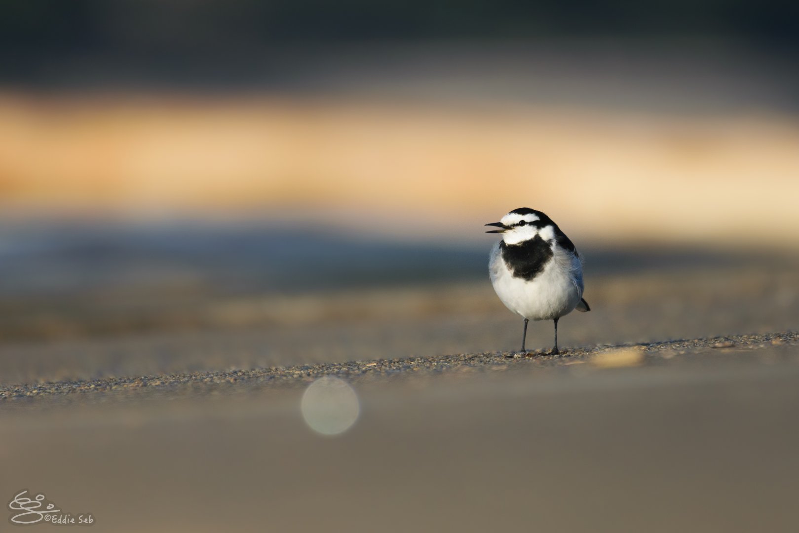 White Wagtail - Kasai Rinkai Seasie Park