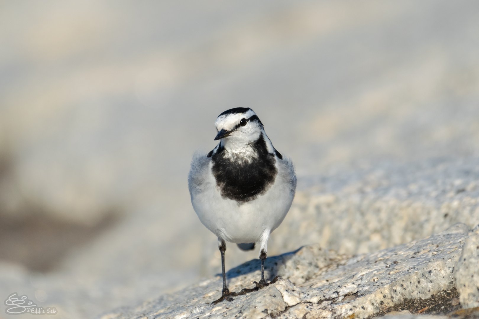 White Wagtail - Kasai Rinkai Seasie Park