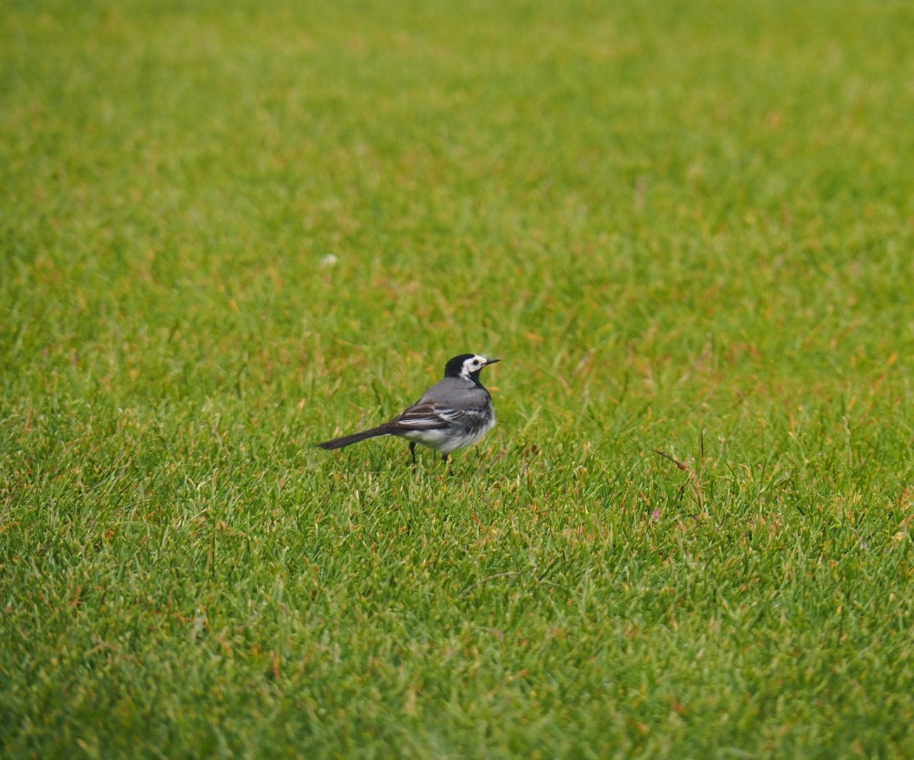 White wagtail (Motacilla alba) in my garden, 2019-06-12