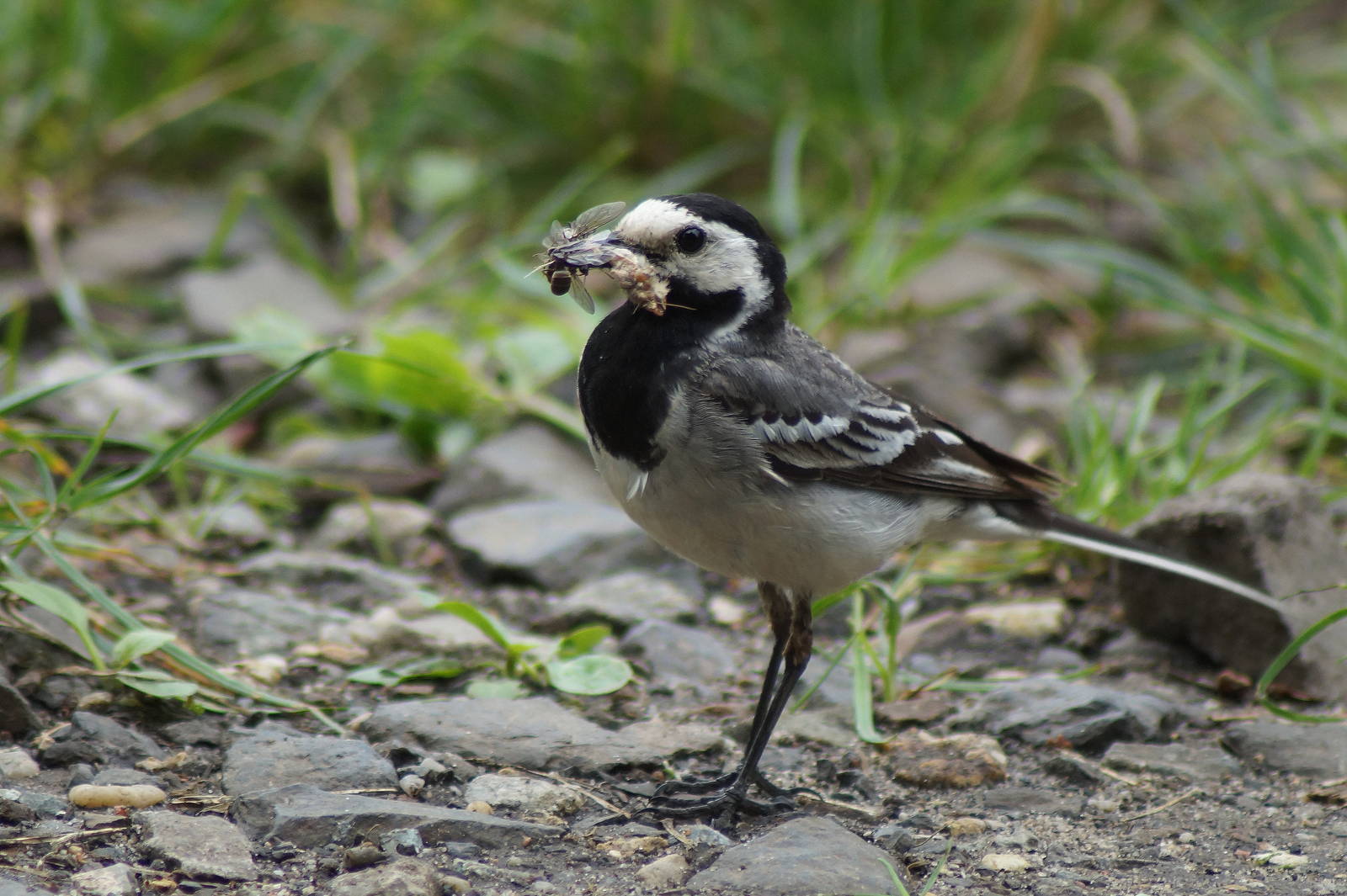 White Wagtail (Motacilla alba) with food for their children.
