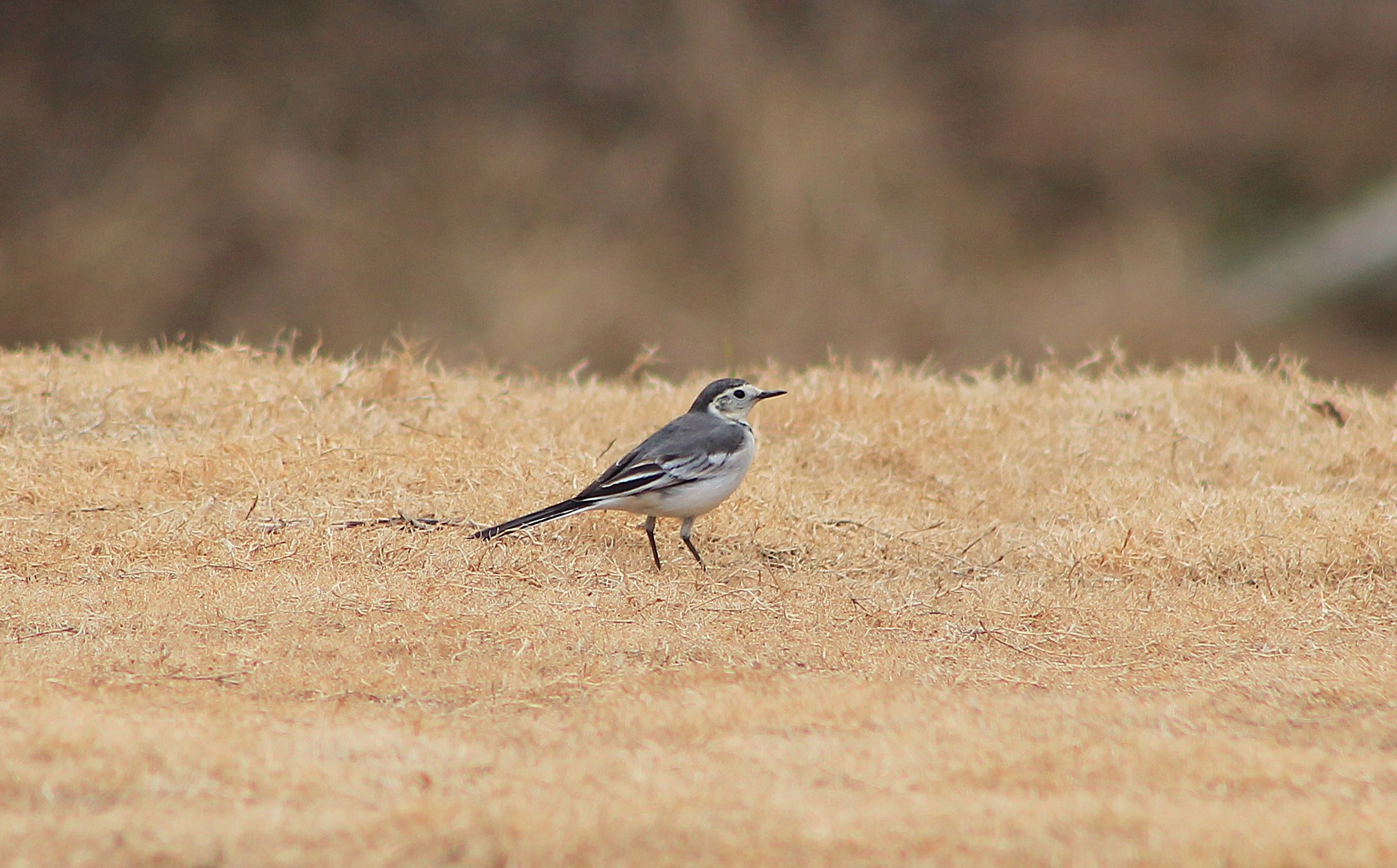 White Wagtail (Motacilla alba)