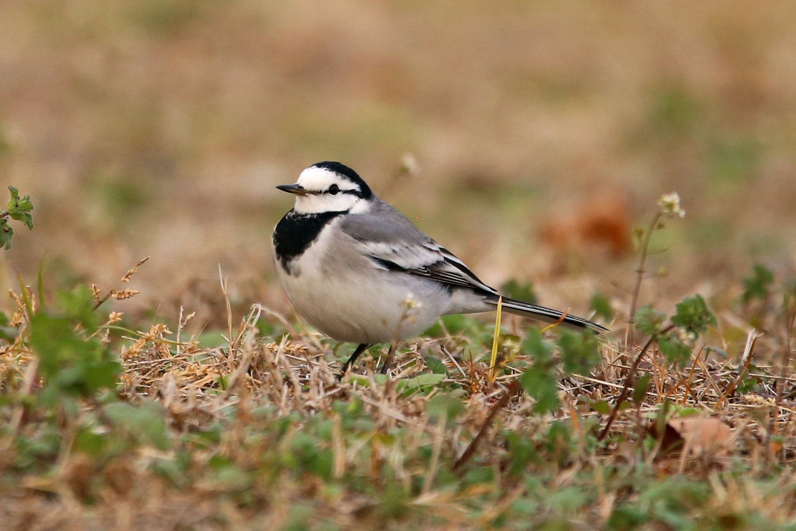 White Wagtail (Motacilla alba)