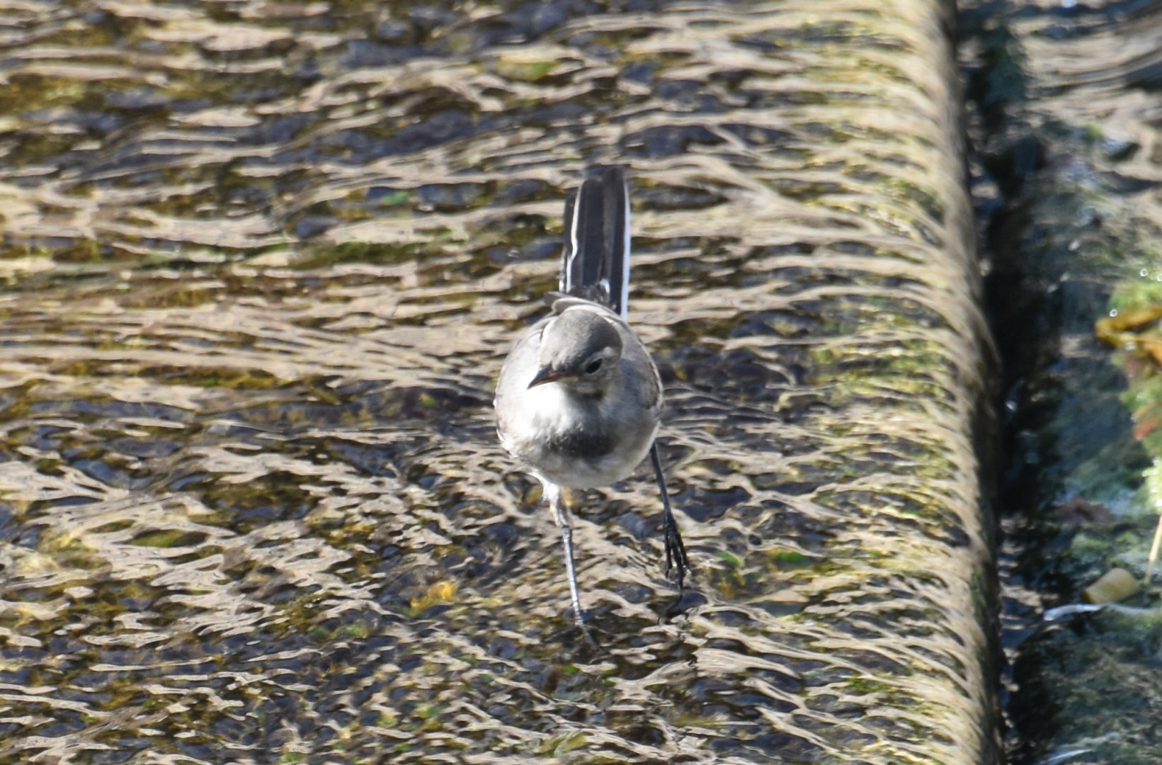 White wagtail? walking on water