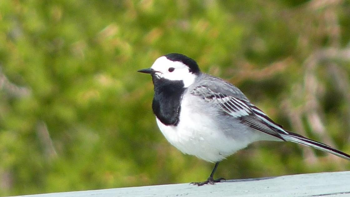 White Wagtail