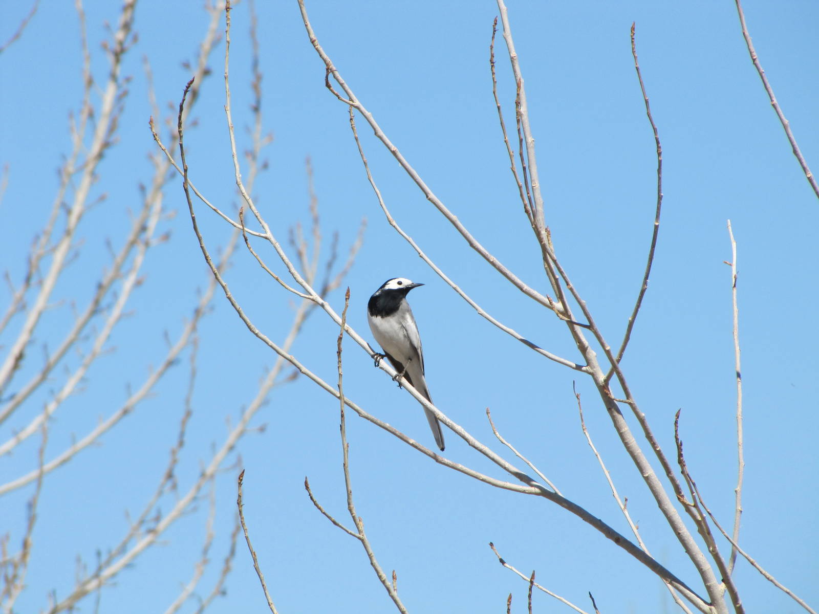 white wagtail