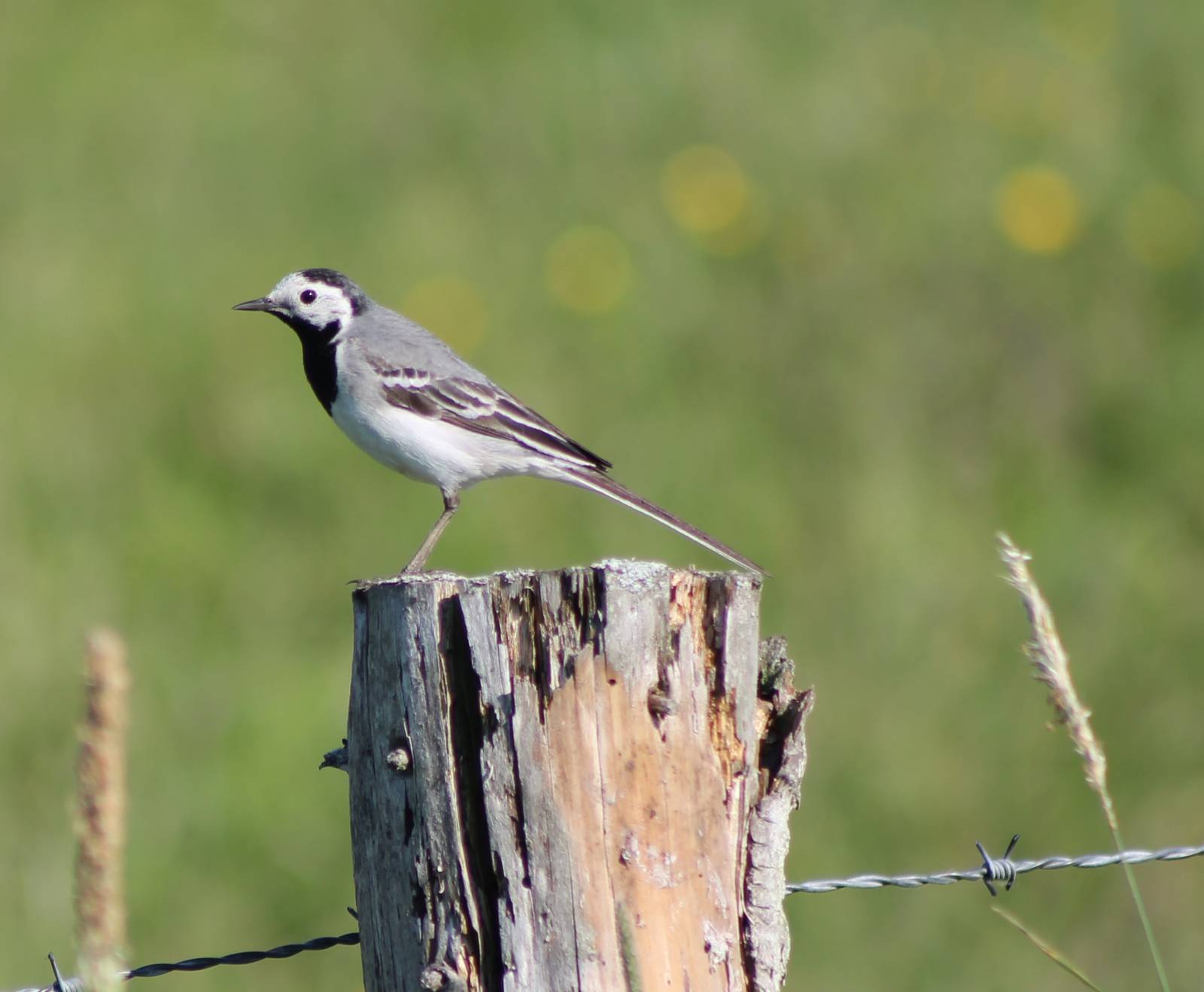 White wagtail