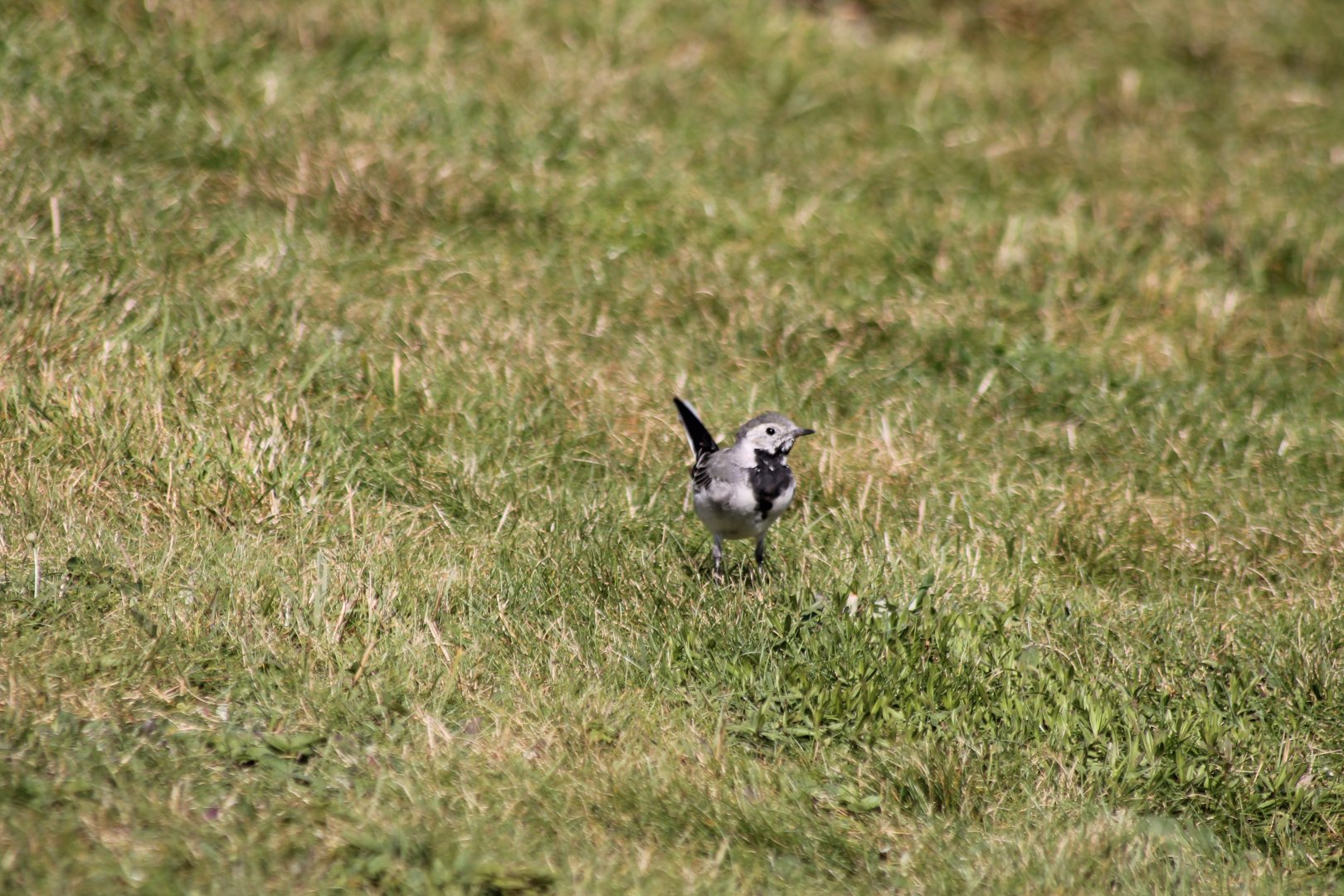 White wagtail