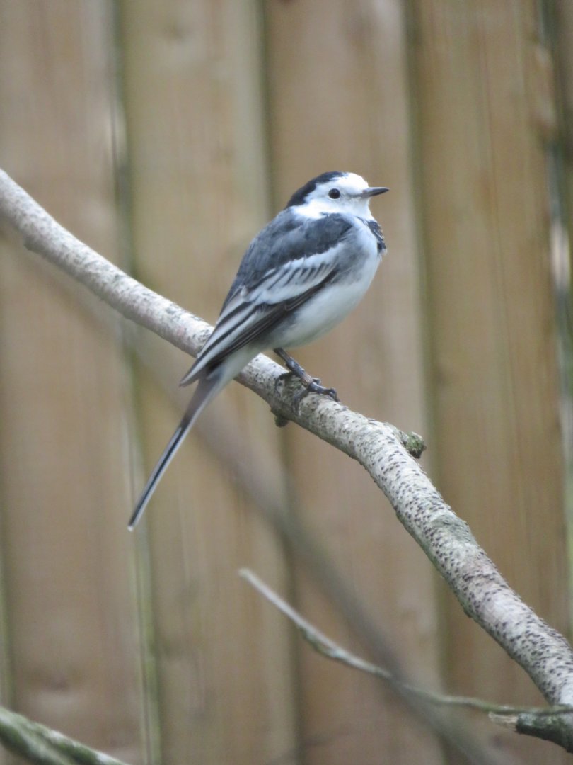 White wagtail