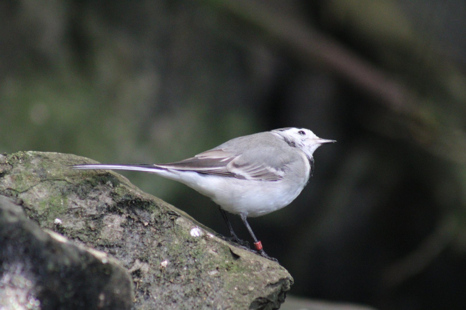 White Wagtail