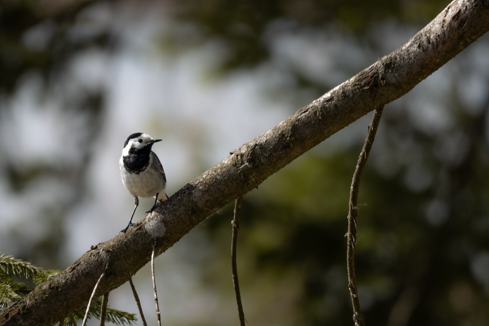 White wagtail