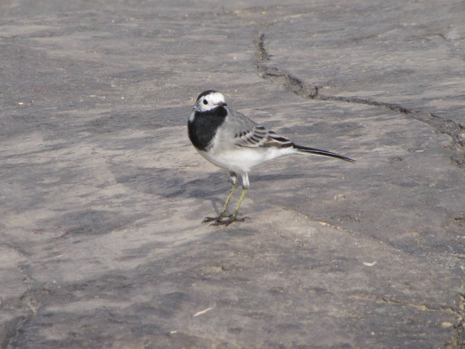 white wagtail
